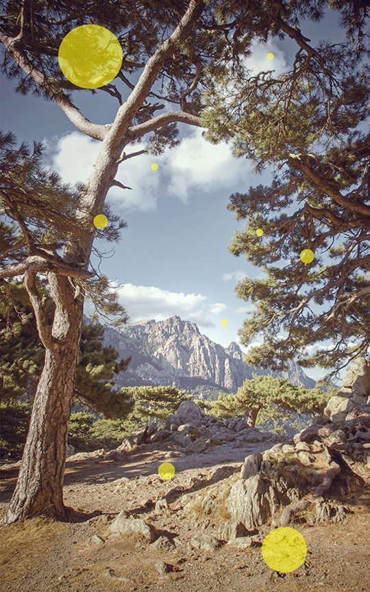 GMF Wallpaper Juni Korsische Berglandschaft mit Tannen und Weitblick