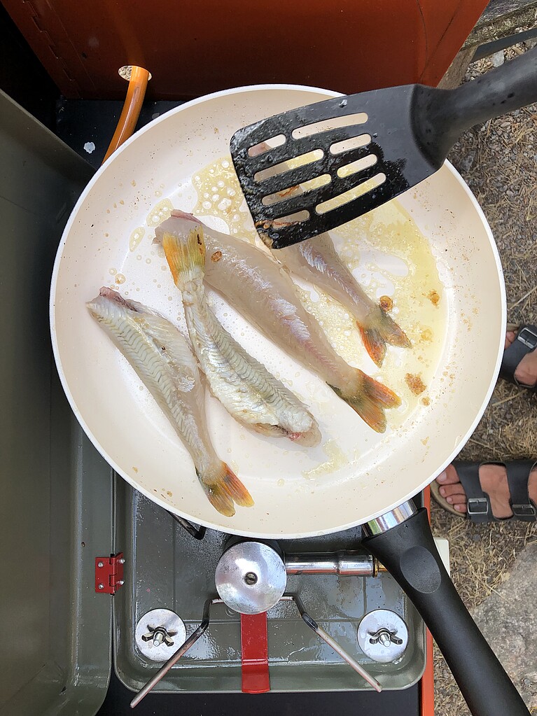 Frisch gefangene Fische in Pfanne auf Camping-Herd