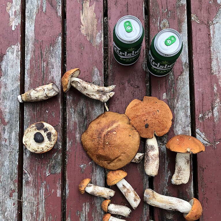 Gesammelte Pilze und zwei Dosen Bier auf einem alten Holztisch