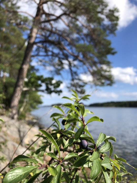 Pflanze in Nahaufnahme, im Hintergrund Baum und See