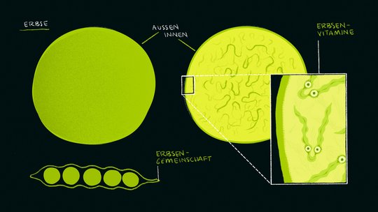 Illustration zum Thema Erbsen