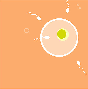 Urologium illustration Infertilität und Kinderwunsch