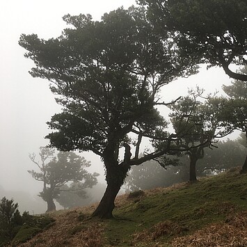 Feenwald auf Madeira